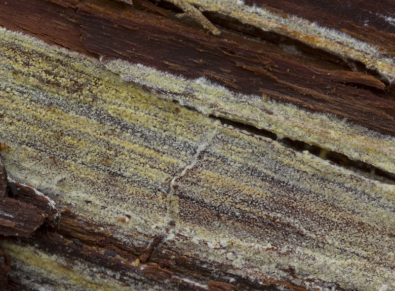 Crustoderma dryinum